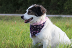 ROSALYN -  Halstuch mit Blumen